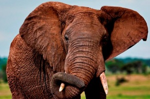 afrikanischer Elefant