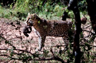 Leopard mit einem jungen im Maul