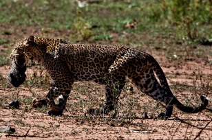 Leopard mit einem jungen im Maul