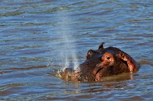 Flusspferd am Schnaufen