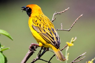 Cabanisweber