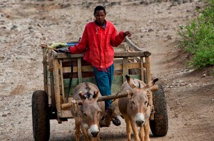 afrikanischer Junge mit Ochsen als Zugtiere