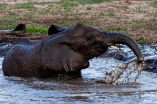 Elefant nimmt ein Wasserbad