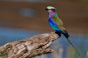 Eisvogel