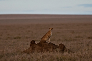 Leopard