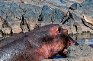 Flusspferd mit Vögeln im Tiefflug