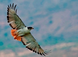Augurbussard