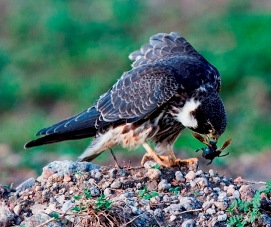 afrikanischer Baumfalke