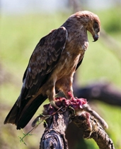 Goldsteppenadler