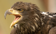junger Weisskopfseeadler