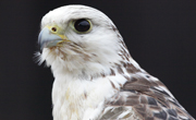 Gerfalke