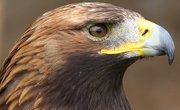 Steinadler