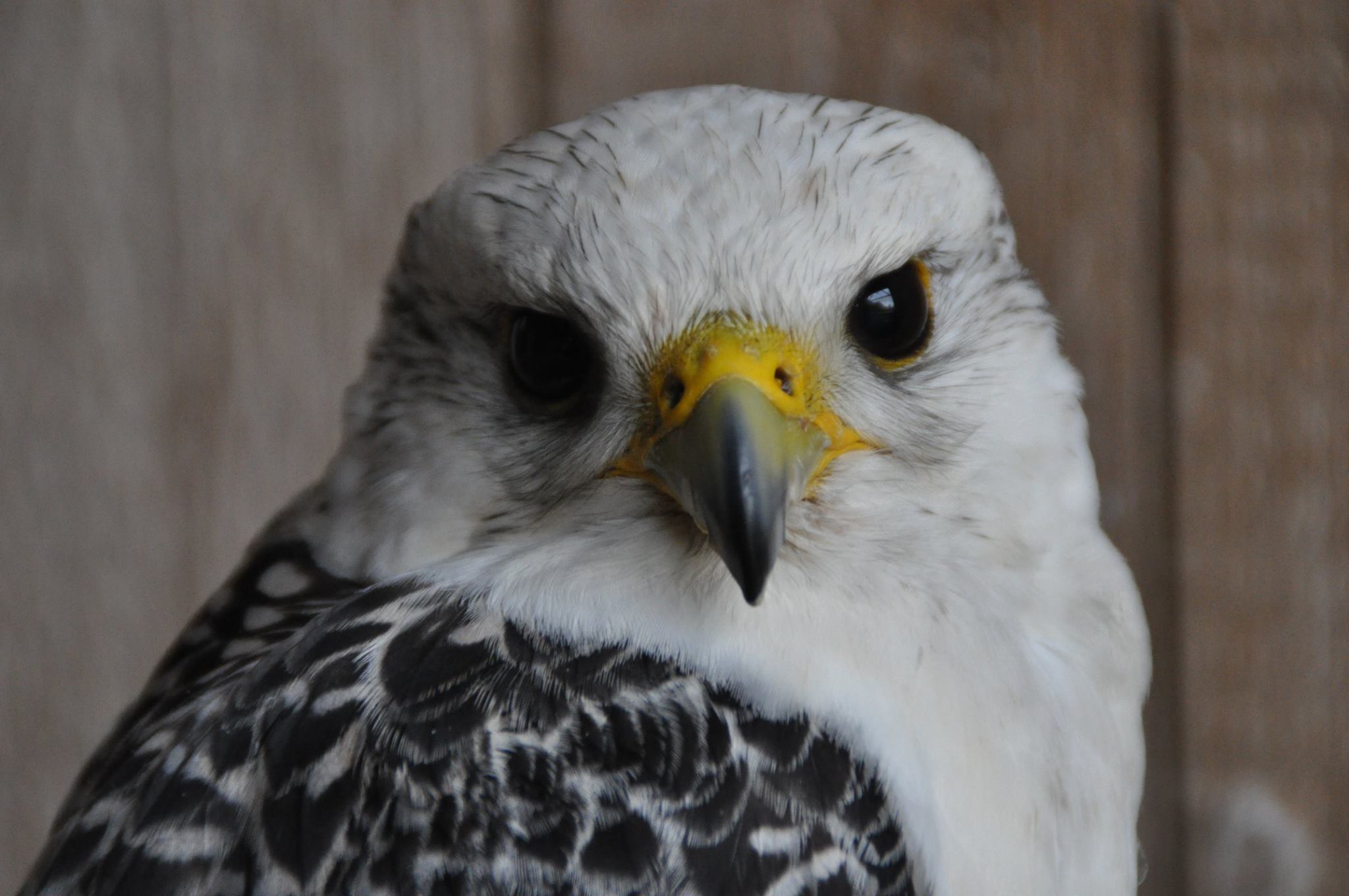 Arthos - Falknerei Pierre Schmidt